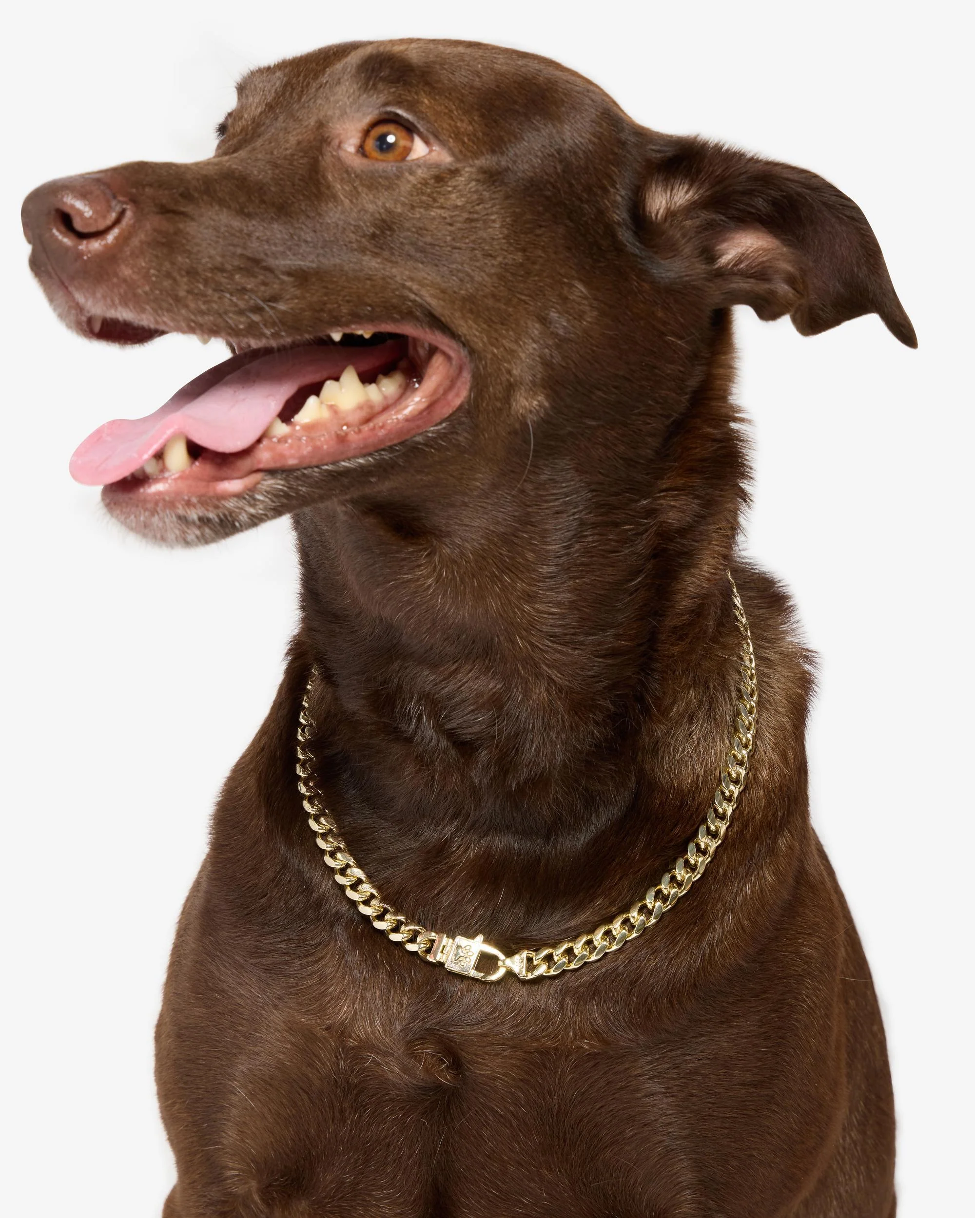 Thor Cuban Chain Pet Necklace 10.8mm - Gold - Image 10