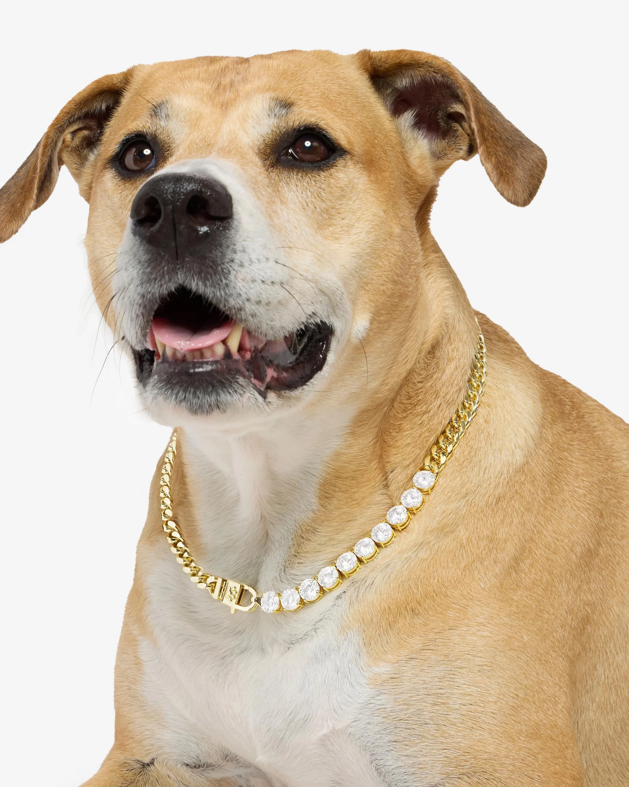 Thor Loves Diamonds Pet Necklace - Gold|White Diamondettes - Image 10