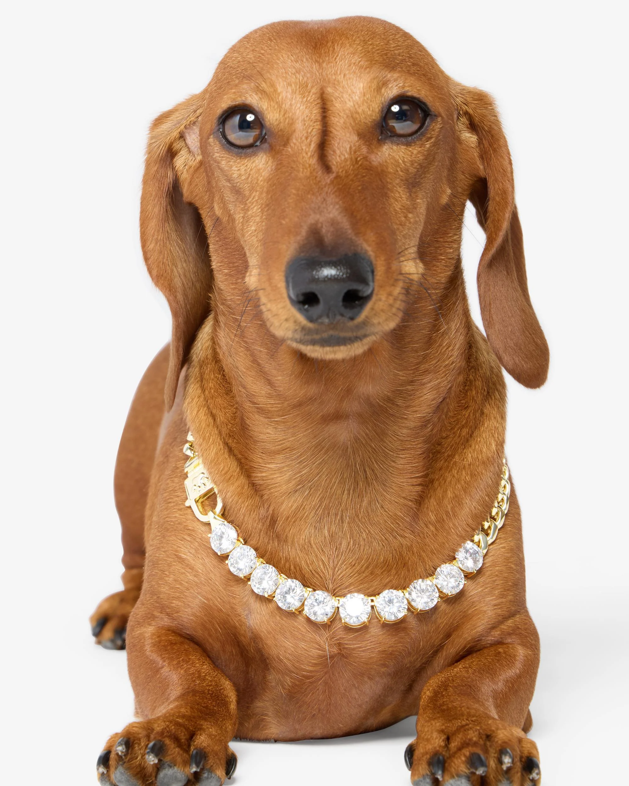 Thor Loves Diamonds Pet Necklace - Gold|White Diamondettes - Image 3