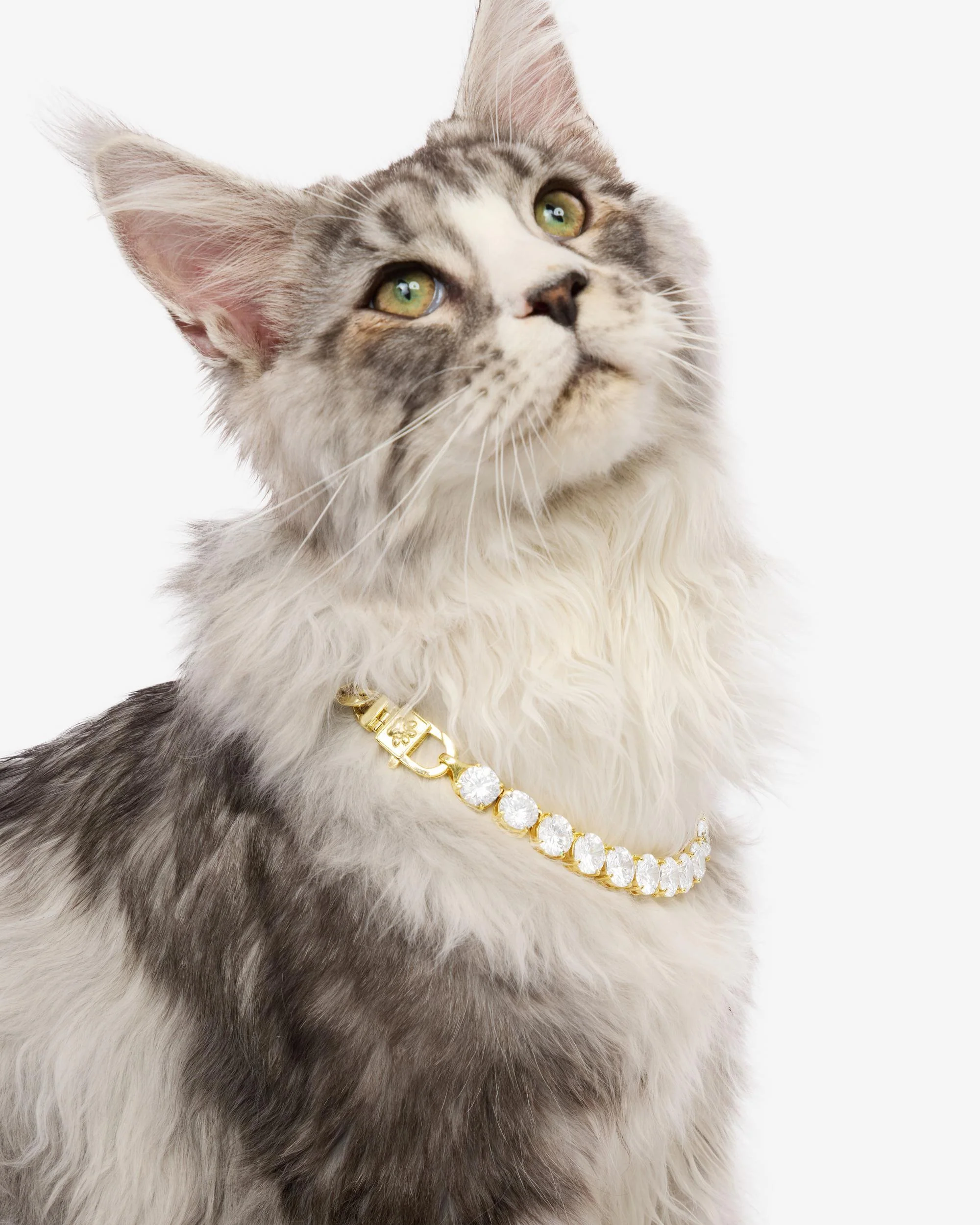 Thor Loves Diamonds Pet Necklace - Gold|White Diamondettes - Image 5