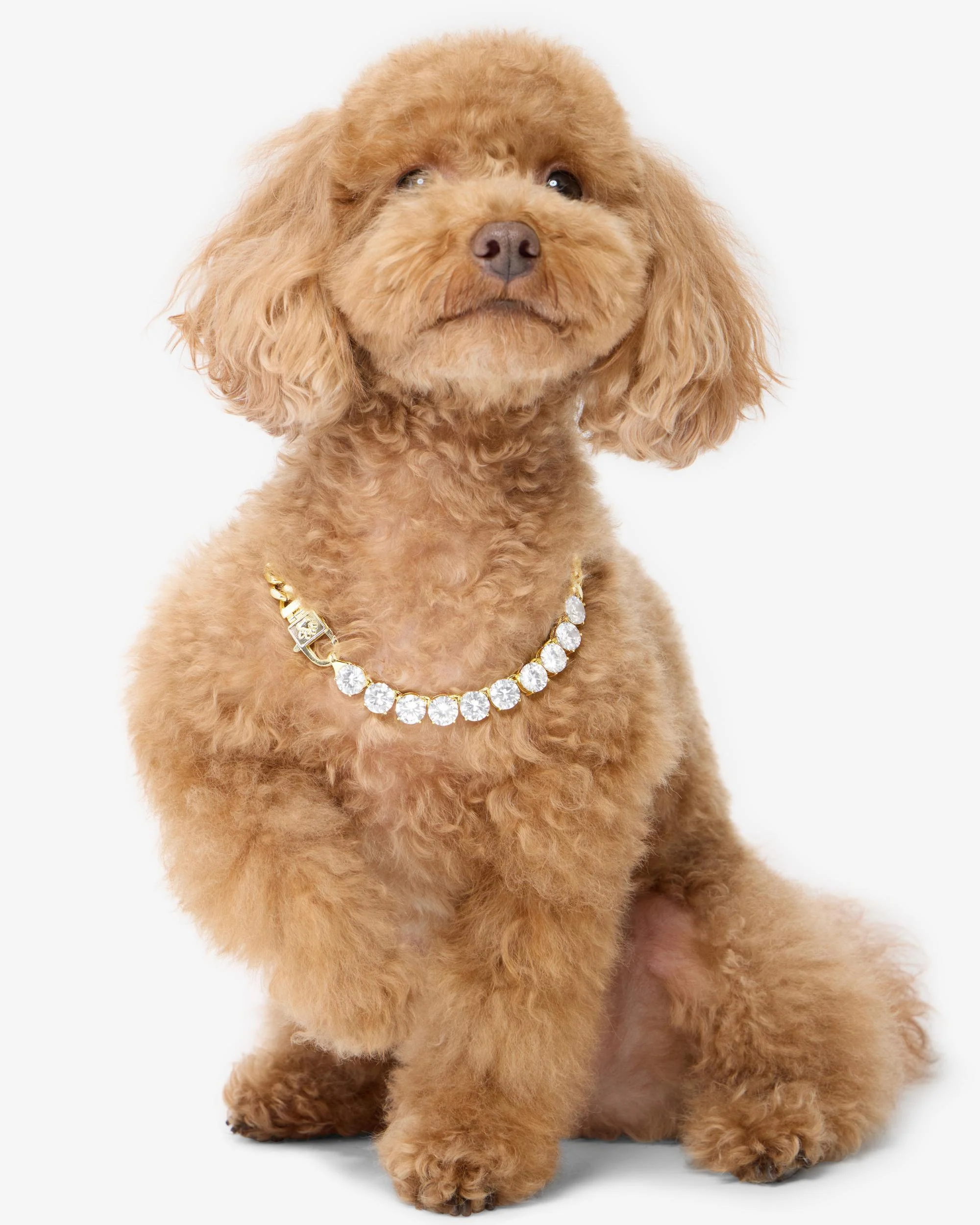 Thor Loves Diamonds Pet Necklace - Gold|White Diamondettes - Image 7