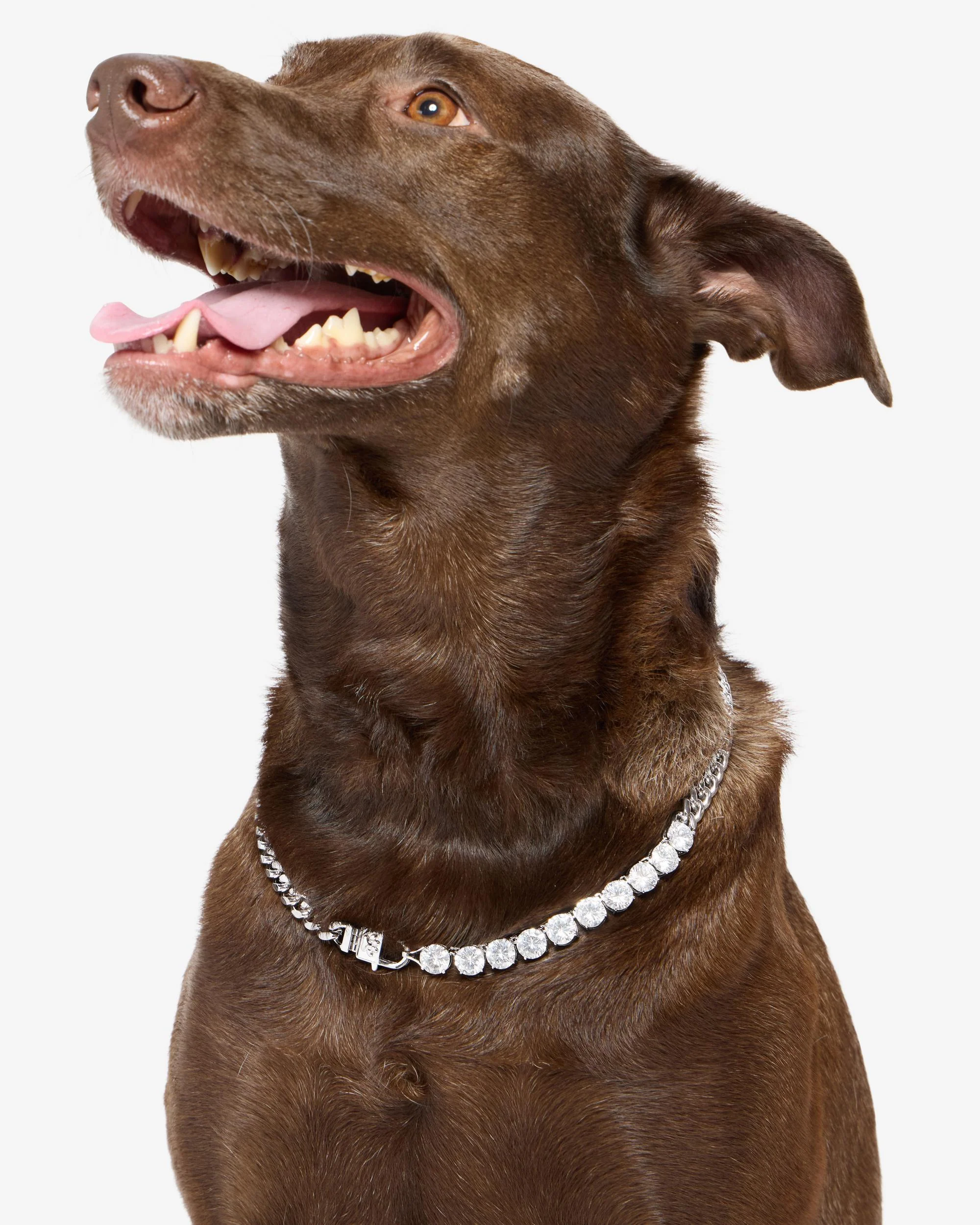 Thor Loves Diamonds Pet Necklace - Silver|White Diamondettes - Image 10